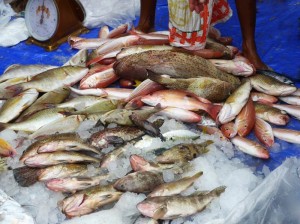 12507396_1659835327567389_6775724112381412612_n